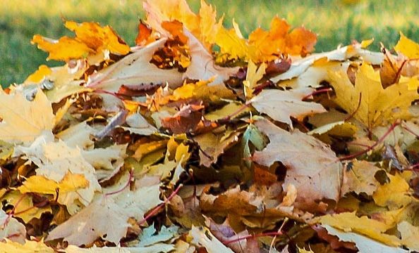 garden-cleanup