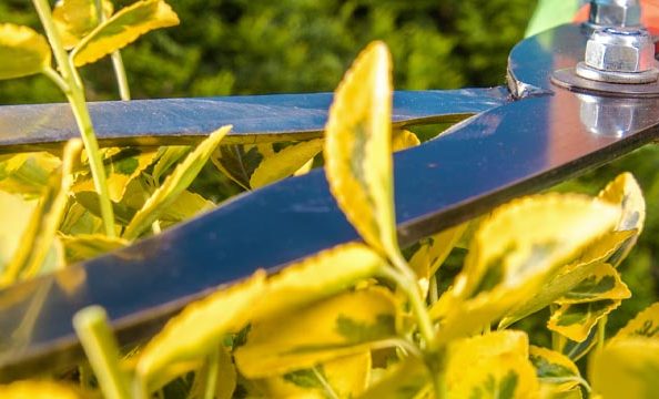 garden-maintenance