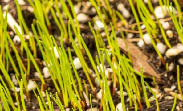 garden-softscape